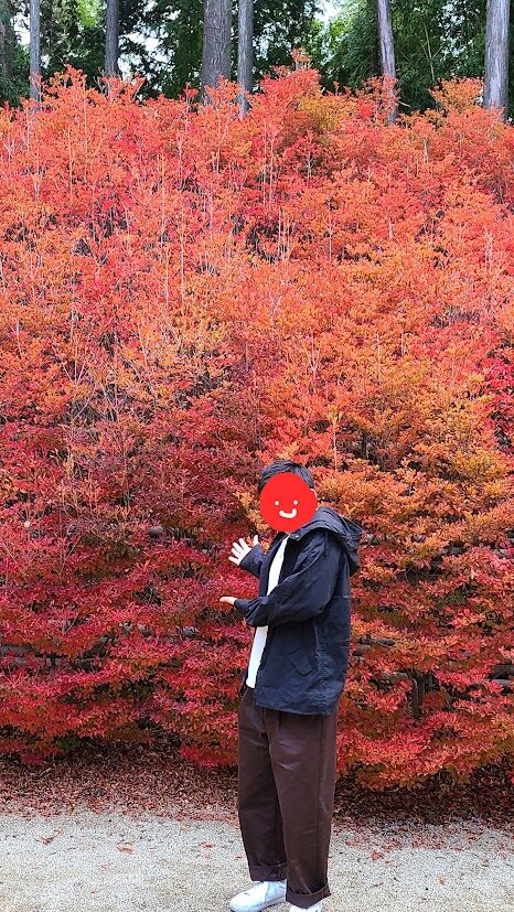 呑山観音寺のドウダンツツジ