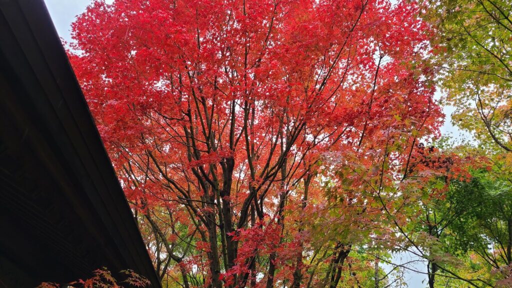 呑山観音寺の七福神堂のそばにあるモミジ