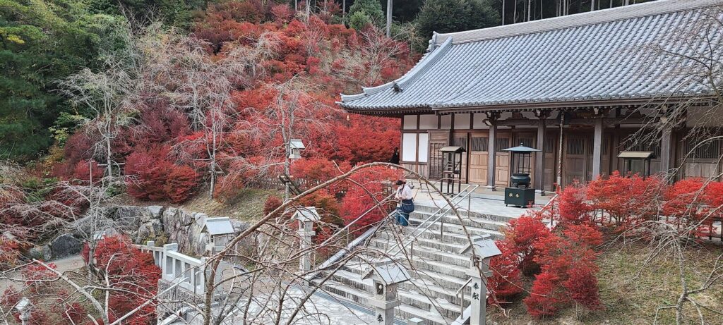 呑山観音寺の紅葉の画像_1